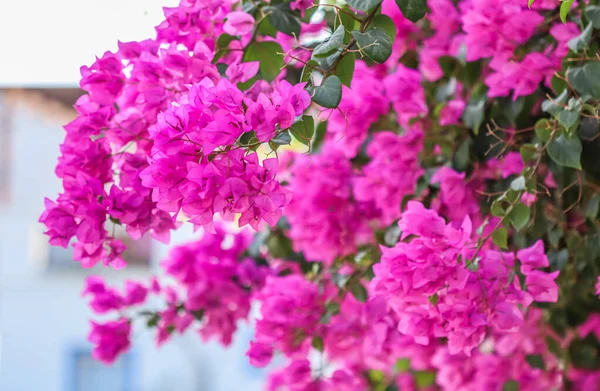 Lush bloom of pink bougainvillea. Tropical flowers background — Stockfoto