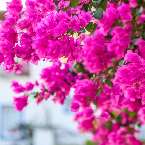 Floraison luxuriante de bougainvilliers roses. Fond de fleurs tropicales — Photo