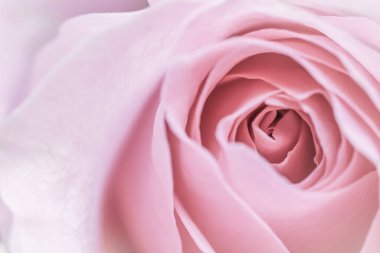 Pembe gül çiçeği. Tatil tasarımı için makro çiçek arkaplanı