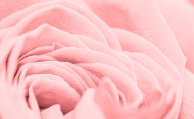 Soluk pembe çiçek yaprakları. Makro çiçekli arka plan. Yumuşak odak