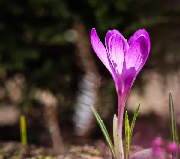The first purple crocus in the spring garden — стоковое фото