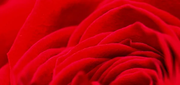 Rosa vermelha pétalas de flores. Fundo de flores macro. Foco suave Imagens Royalty-Free