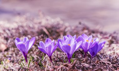 Güneşli bir bahar bahçesinde çiçek açan menekşe çiçekleri