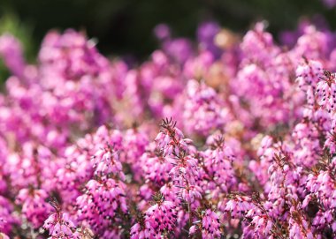 Güneşli bahar bahçesinde pembe Erica Carnea çiçekleri