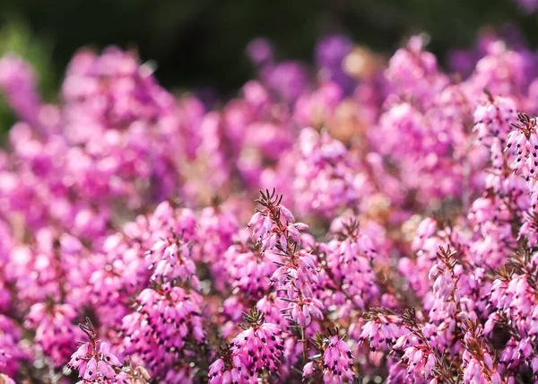 Pink Erica Carnea flowers in a sunny spring garden — Stock Photo, Image