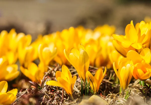 Primavera en el jardín. Flores de azafrán amarillo florecientes — Foto de Stock