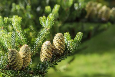 Bulanık arkaplanı olan Kore köknar dalı.