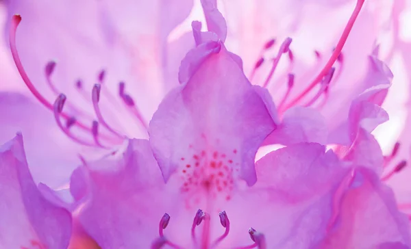 Pétales roses de fleurs de Rhododendron. Fond floral. Concept de jardinage — Photo