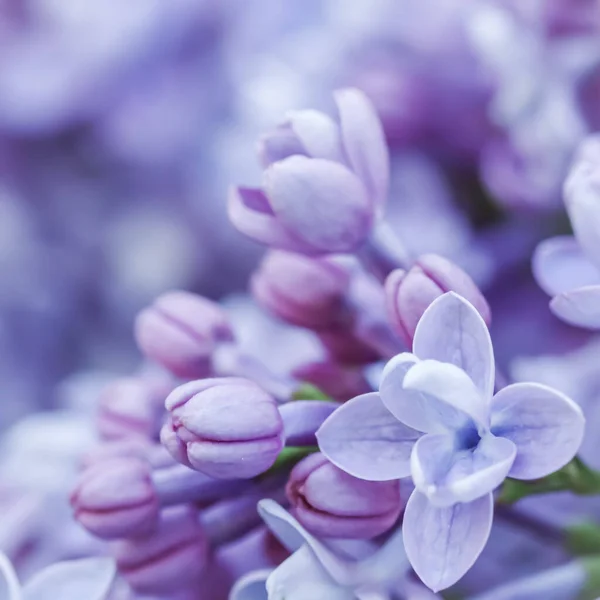 Blooming branch, purple terry Lilac flower petals. Macro flowers background for holiday design Stock Photo