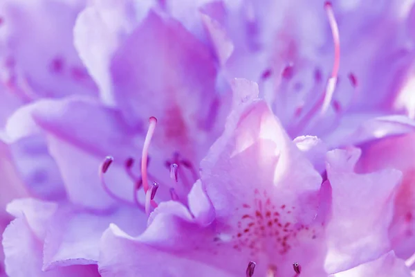 Pétales roses de fleurs de Rhododendron. Fond floral. Concept de jardinage — Photo