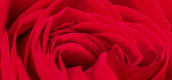 Red rose flower petals. Macro flowers background for holiday brand design. Soft focus