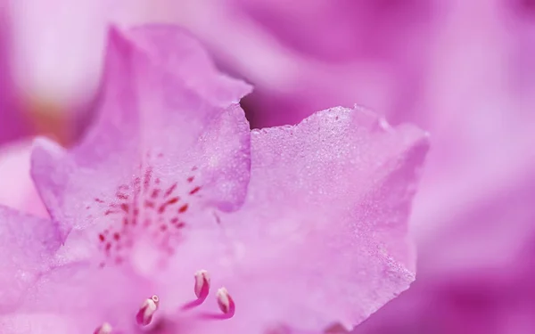 Pétales roses de fleurs de rhododendron avec gouttes de rosée. Fond floral — Photo