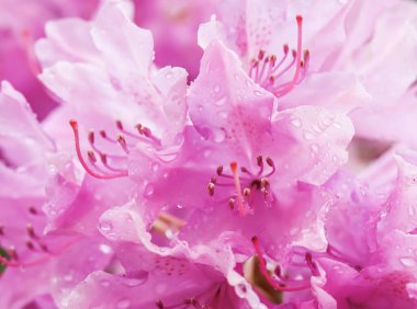 Çiy damlalı pembe Rhododendron çiçek yaprakları. Çiçek arka planı