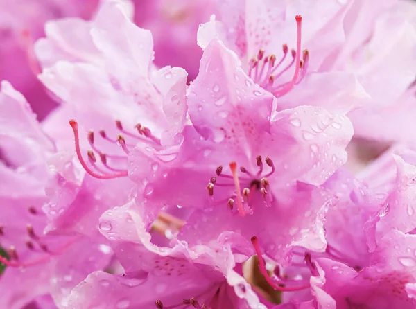 Çiy damlalı pembe Rhododendron çiçek yaprakları. Çiçek arka planı