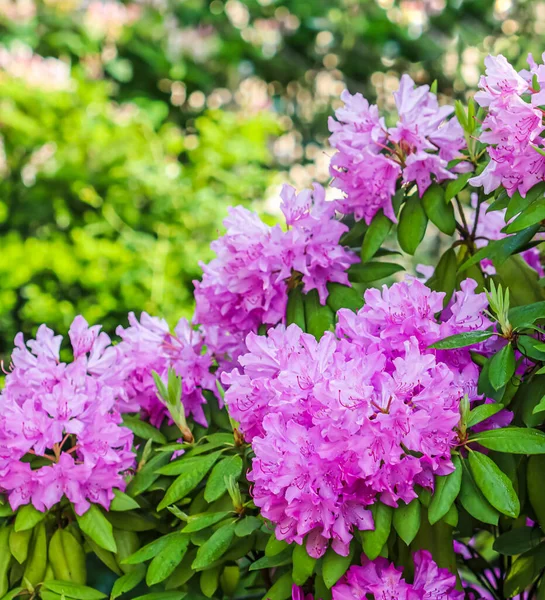 Baharda pembe rhododendron çiçekleri açar. Bahçe konsepti