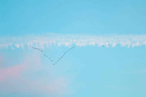 Flock of wild birds flying in a wedge against blue sky with white and pink clouds in sunset — Stock Photo, Image