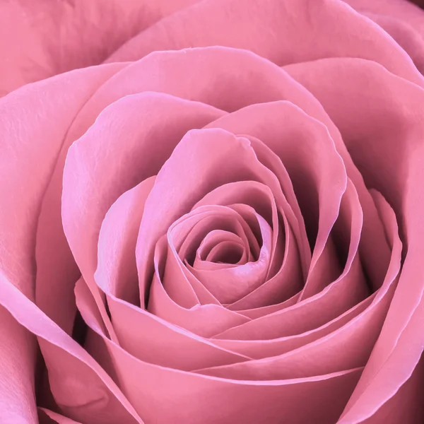 淡粉色的玫瑰花瓣。宏观花卉背景。软焦点 — 图库照片