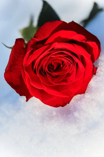 Rose rouge aux feuilles vertes sur fond blanc de neige naturelle — Photo