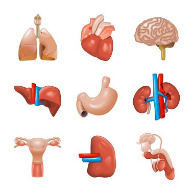 Organlar