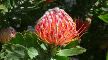 Grup kırmızı çiçekler kaktüsler