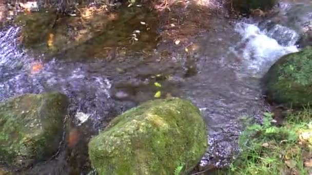 Hojas de otoño en las montañas de Portugal — Vídeo de stock