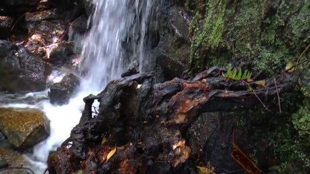 Autumn leaves in the mountains of Portugal — Stock Video