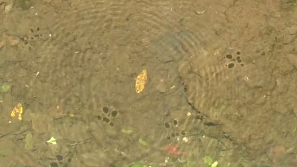 Vintage butterfly ' and ' kersenboom bloem in de lente — Stockvideo