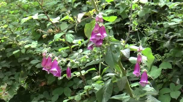 Abeille sur les montagnes de fleurs du Portugal — Video