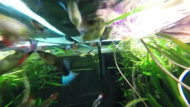 In einem Schwarm Fische aus nächster Nähe im tiefblauen Meer — Stockvideo