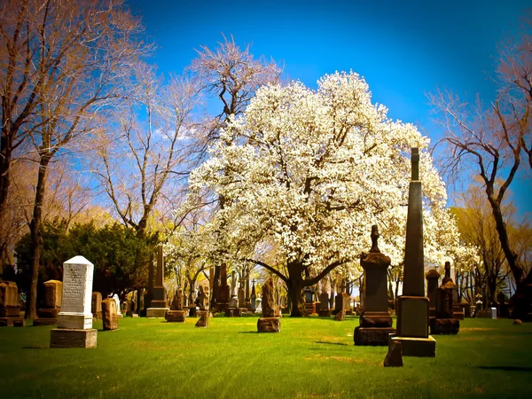 Floraison cimetière — Photo