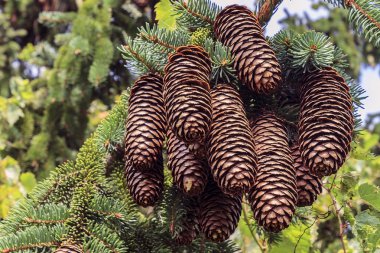 pinecones küme