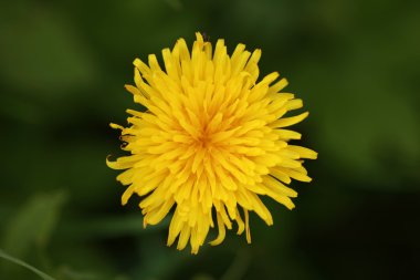 Karahindiba.