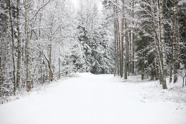 Road through winter forest — Stock Photo, Image