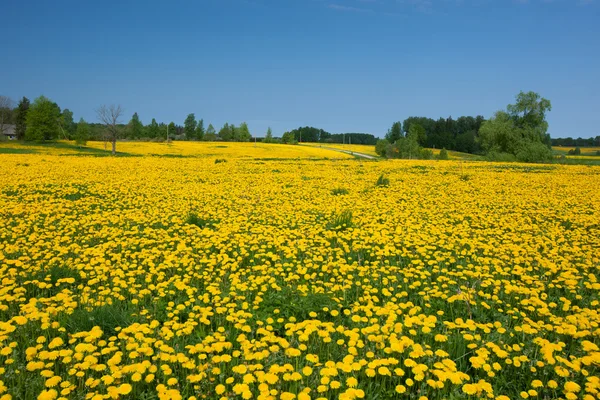 Löwenzahnfeld — Stockfoto