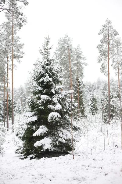 Besneeuwde kerstboom — Stockfoto