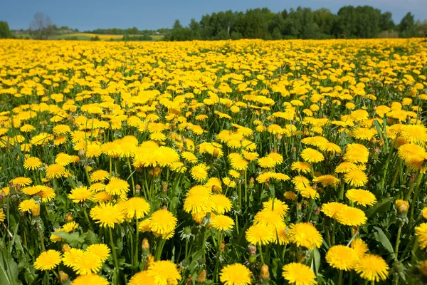 Campo de diente de león — Foto de Stock