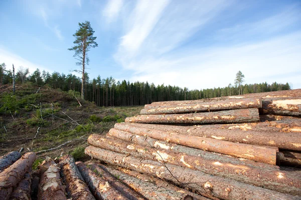 木材資源 — ストック写真