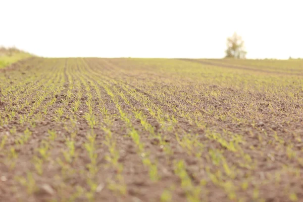 Roggenfeld — Stockfoto