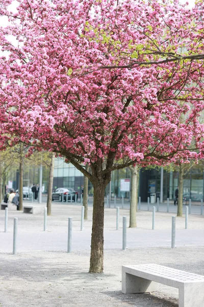 Sakura. — Fotografia de Stock