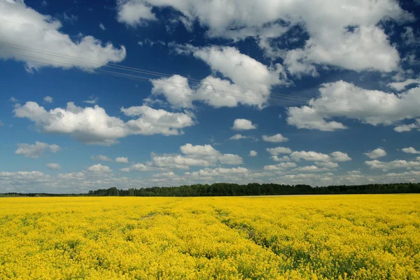 Campo de flores — Foto de Stock