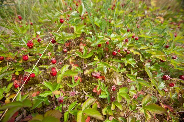 Jordbærfelt – stockfoto