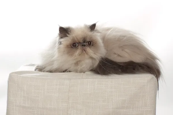 Himalayan Persian Stock Image