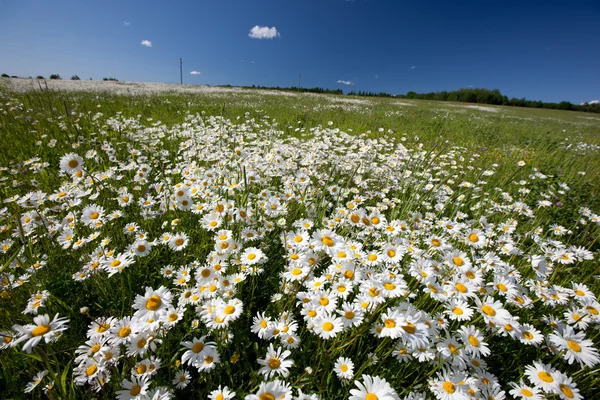 Hayfield. Imagen de stock