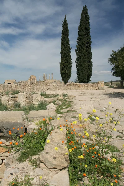 Volubilis Ліцензійні Стокові Зображення