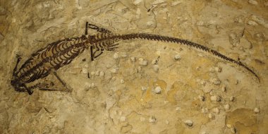 fosilleşmiş kalıntılar