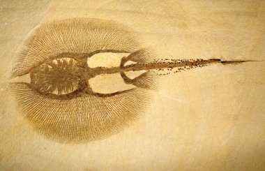 fosilleşmiş stingray