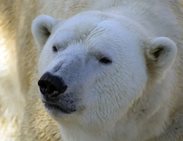 Bär — Stockfoto