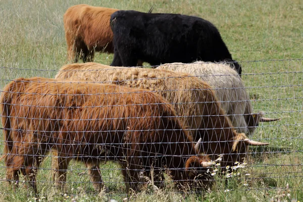 Çiftlik hayvanı — Stok fotoğraf