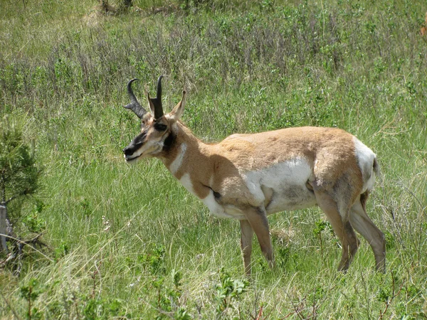 Antilope — Stockfoto