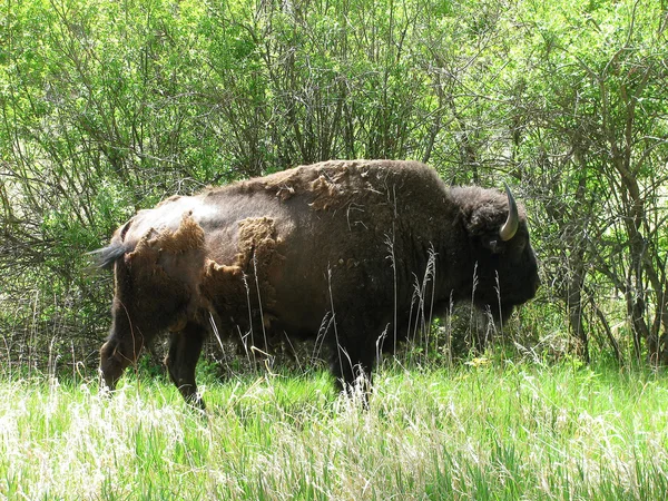 Bison — Photo